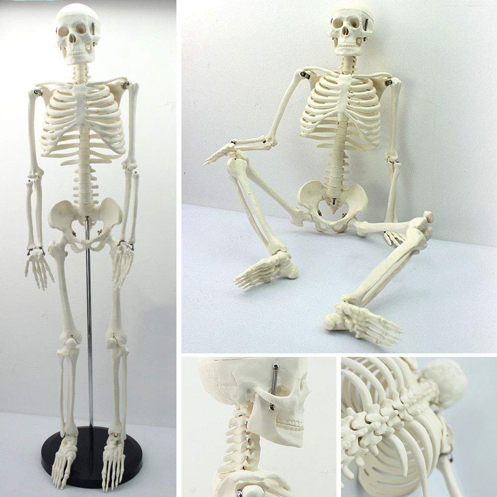 Human skeleton replica,مولاژ اسکلت بدن انسان ,مولاژ اسکلت,خرید مولاژ اسکلت ,فروش مولاژ اسکلت,خرید اینترنتی مولاژ اسکلت ,ماکت اسکلت